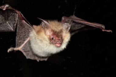 Fledermaus